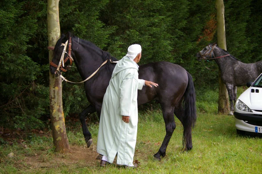 Les chevaux marocains: Les Chevaux Marocains 022